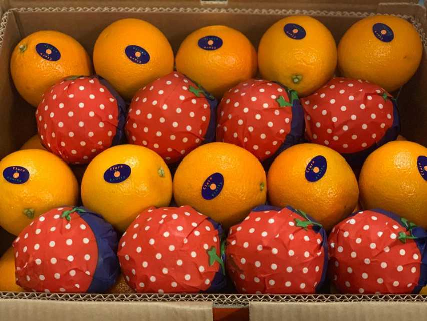 Egyptian Navel Oranges – Wholesale B2B Prices