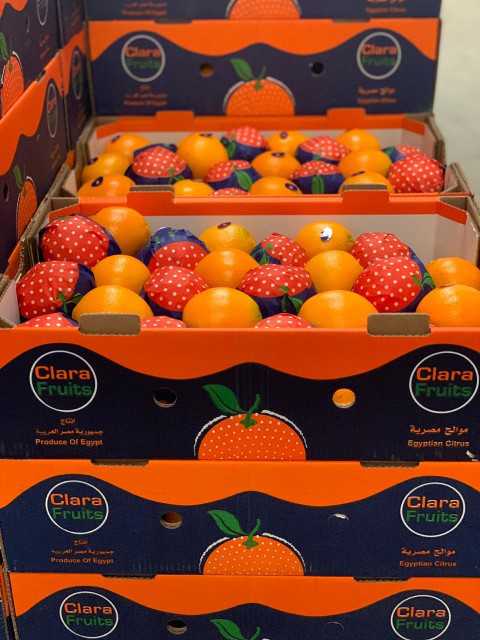 Egyptian Navel Oranges – Wholesale B2B Prices