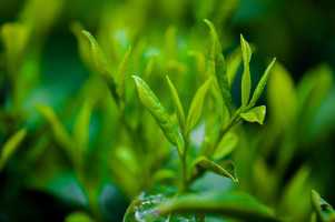Green Tea Extract (80% Tea Polyphenols)
