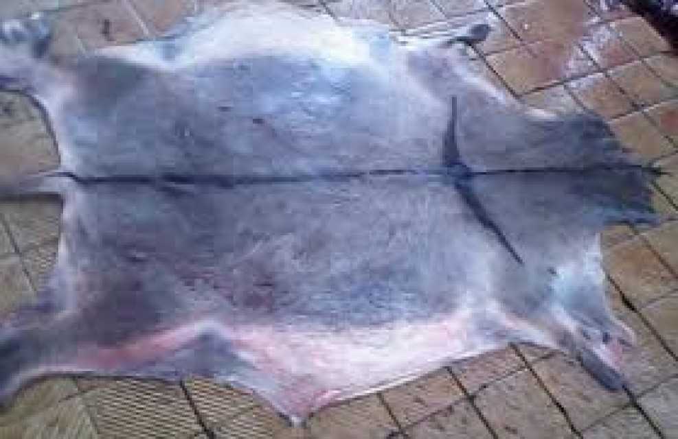 Wet And Salted Donkey Hides And Cow Hides