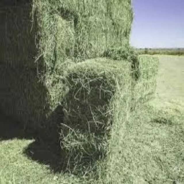 Alfalfa Hay For Animal Feed
