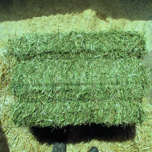Alfalfa Hay For Animal Feed