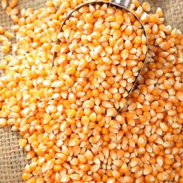 Yellow Maize Non-GMO for Bulk Supply