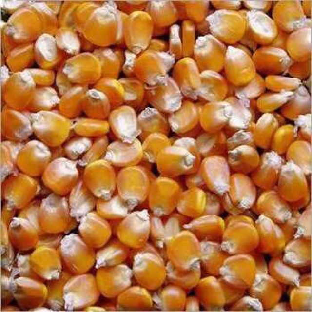 Yellow Maize Non-GMO for Bulk Supply