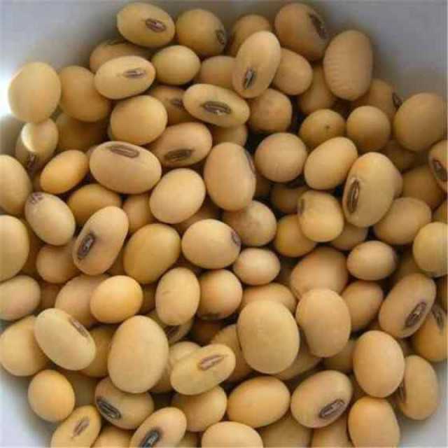 Bulk Quality Soybean Non-GMO for Export: Premium Tanzanian Produce