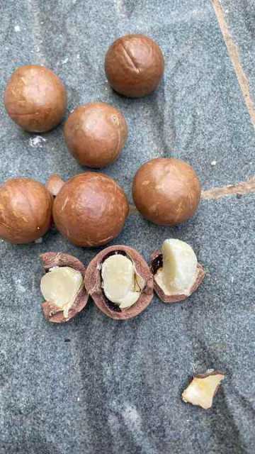 Dried Style Whole Macadamia Nuts