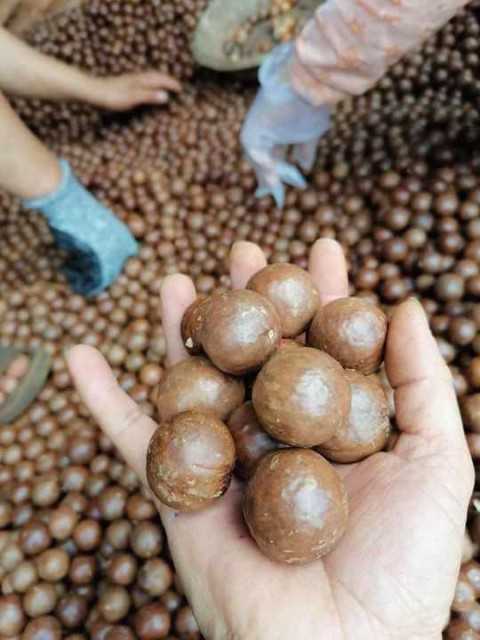 Dried Style Whole Macadamia Nuts