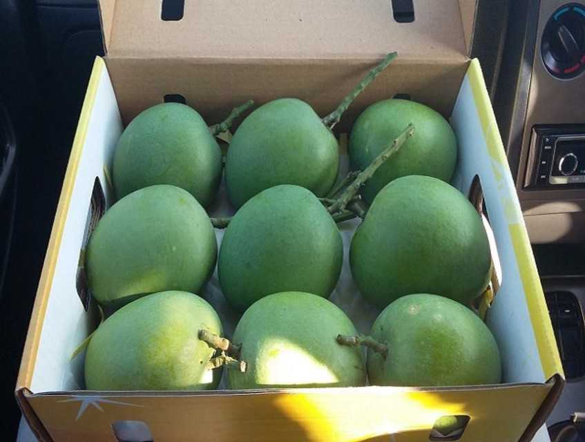 Premium Export of Fresh Alphonso Mango - Philippines