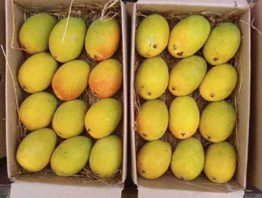 Exportación de Mango Alfonso Fresco