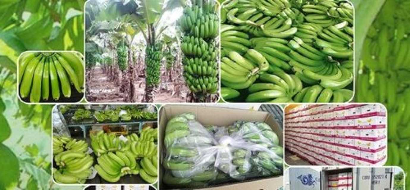 Fresh Cavendish Banana Exporters / Malaysia / Singapore / Australia