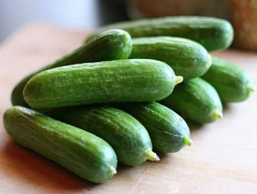 Fresh Cucumber Cucumis - Top Grade Exporter