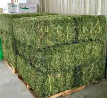 Alfalfa Hay Non-GMO / Alfalfa Hay Pellets Animal Feed