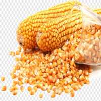 Yellow Maize Non-gmo Available In Bulk For Export