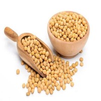 Tanzanian Soybeans Non-GMO Available for Export at Bulk Pricing