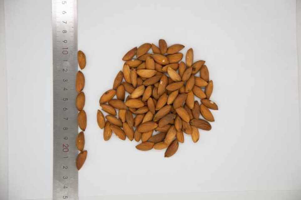 Almond Nuts For Sale At Competitive Price