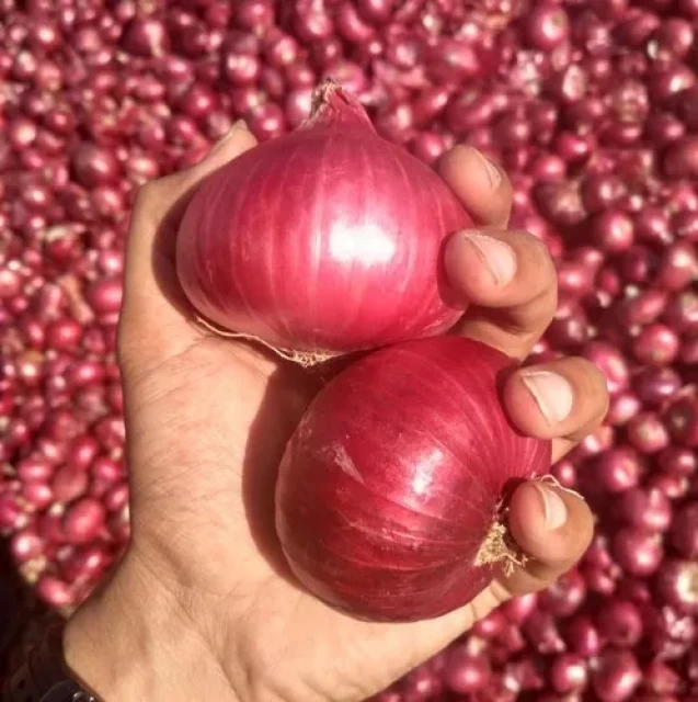 Premium Indian Red Onions - Fresh Onion Wholesale Supply