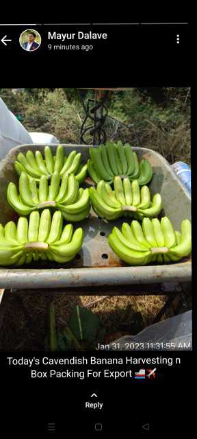 Fresh Cavendish Bananas -Quality Wholesale Export