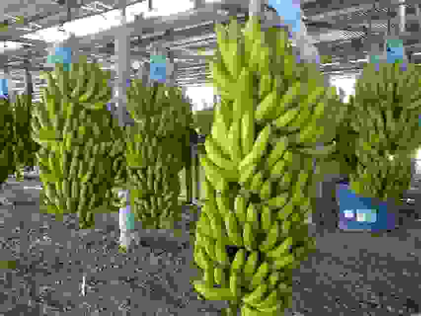 Fresh Cavendish Bananas -Quality Wholesale Export