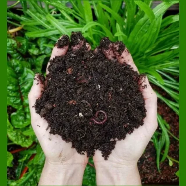 Indian Vermicompost