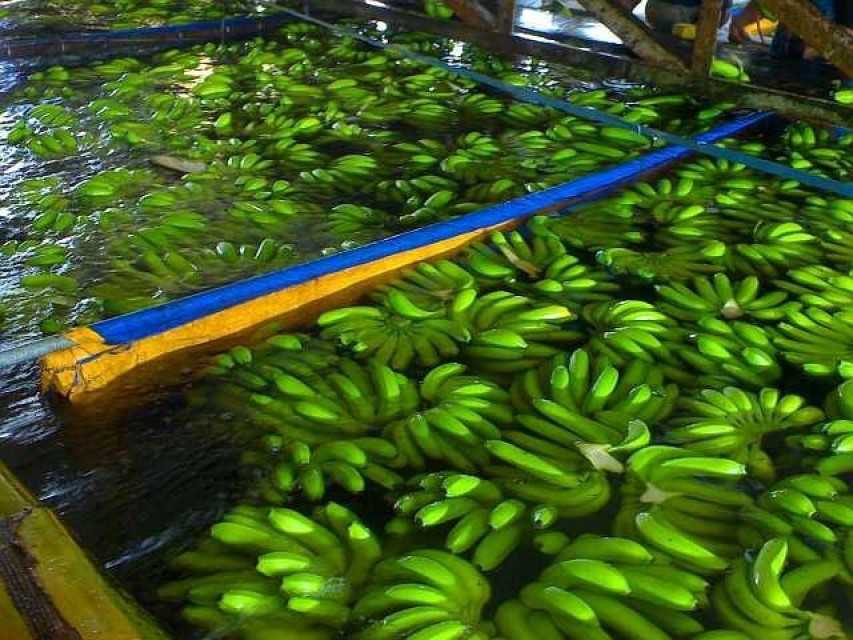 LCD Fruit Vietnam Cavendish Banana Supplier