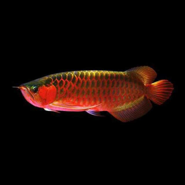 Chilli Super Red Arowana Fish 12 Inch