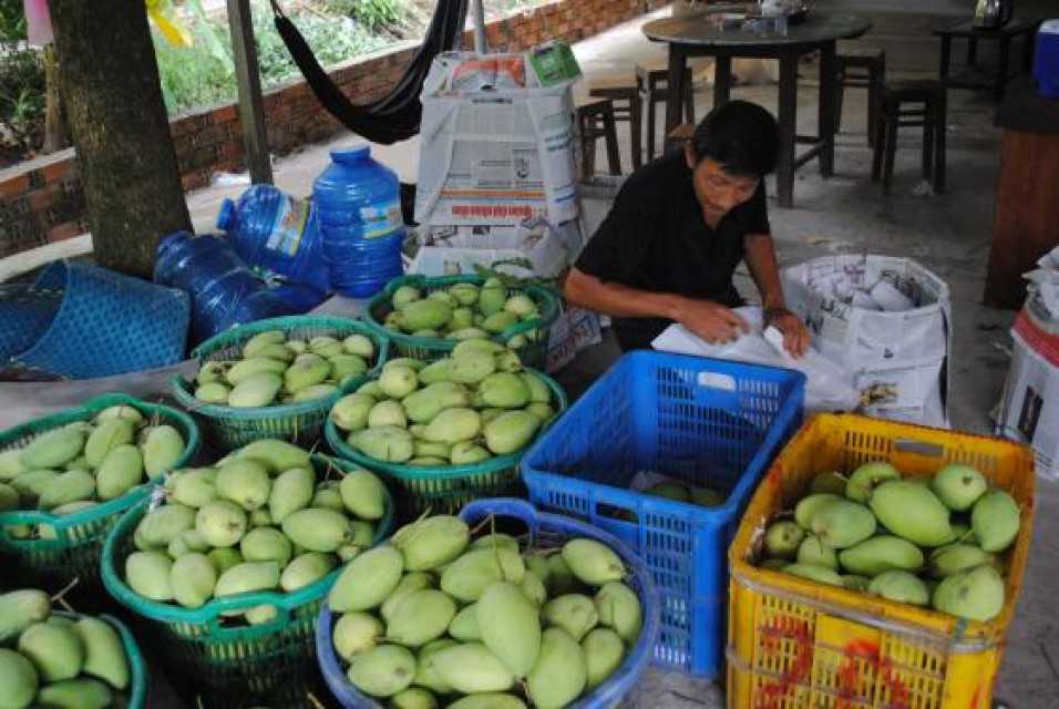LCD Fruit Vietnam Mango - Premium Quality Supplier