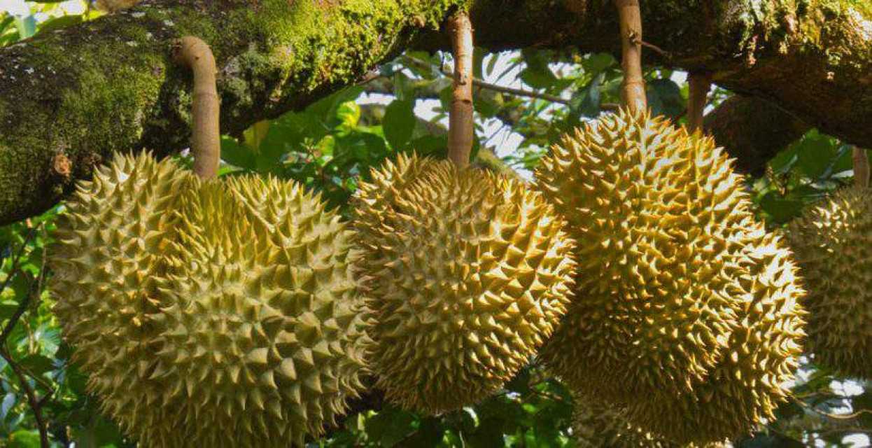 LCD fruit Vietnam Durian supplier Monthong, Ri6