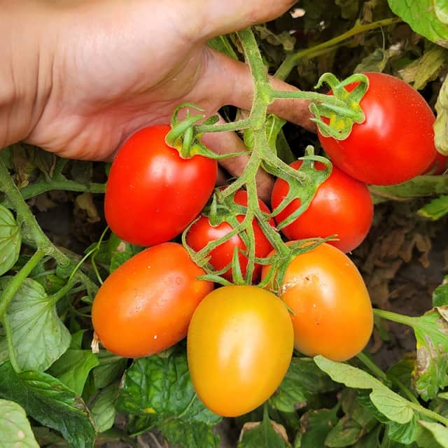 T178 Semi Determinate Saladette Tomato Varieties - High Yield, Disease-Resistant Roma Tomatoes