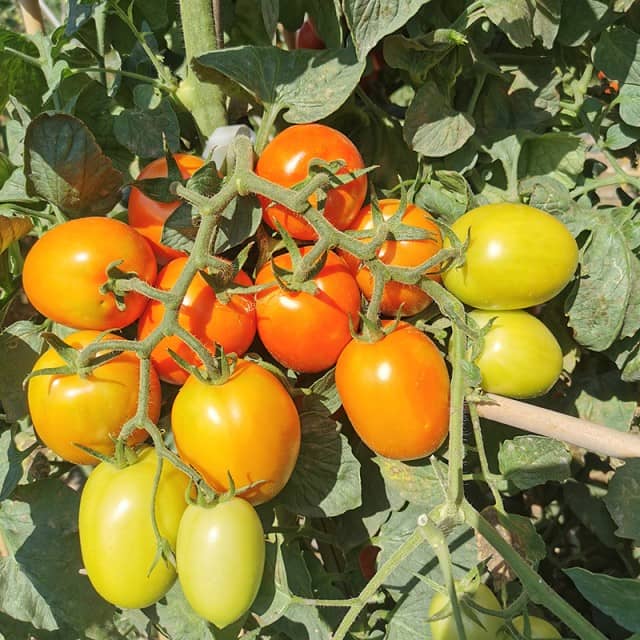 T193 Saladette Tomato Seed: High Yield & Disease-Resistant