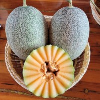M1125 Cyan Crispy Hybrid Hami Melon Seeds - High-Quality Variety for Cultivation and Production