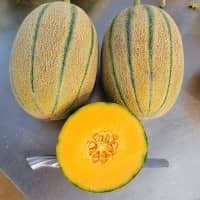 M176 F1 Janna Type Hybrid Melon Seed - Premium Chinese Melon Seeds