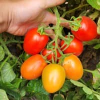 T178 Semi Determinate Saladette Tomato Varieties - High Yield, Disease-Resistant Roma Tomatoes