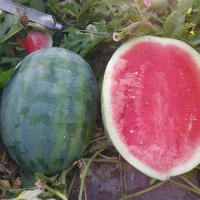 WS65 Seedless Watermelon Seed Variety - High Sugar Content, Disease Resistant, Chinese Suppliers