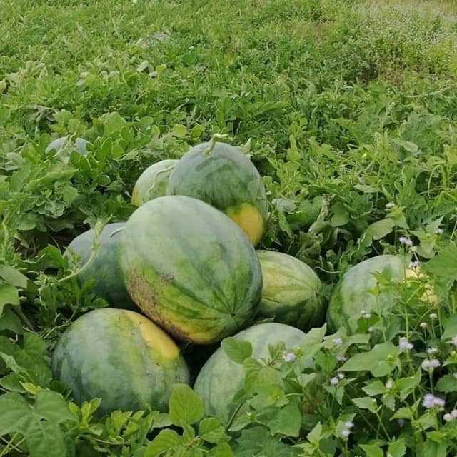 WS65 Seedless Watermelon Seed Variety - High Sugar Content, Disease Resistant, Chinese Suppliers