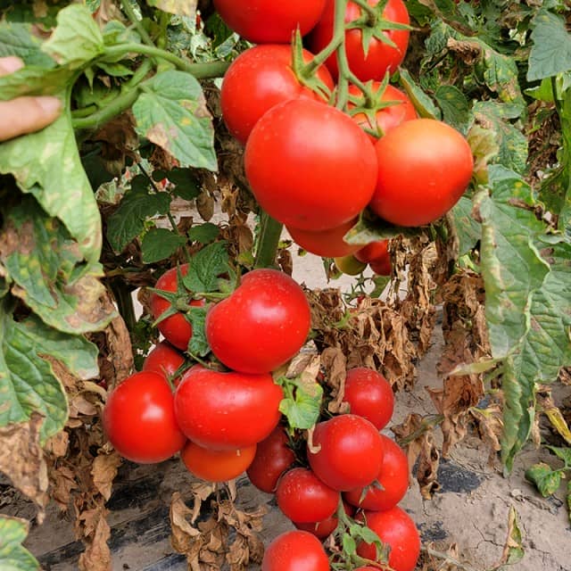T02 Hybrid Indeterminate Round Tomato Seeds