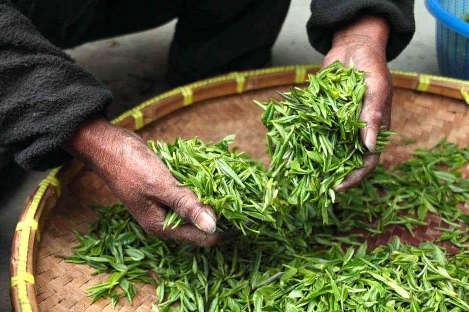Kaveri Aroma Tea - Authentic Darjeeling Black Tea