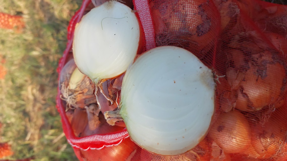 Yellow Onion & Red Onion - Uzbekistan's Finest Produce