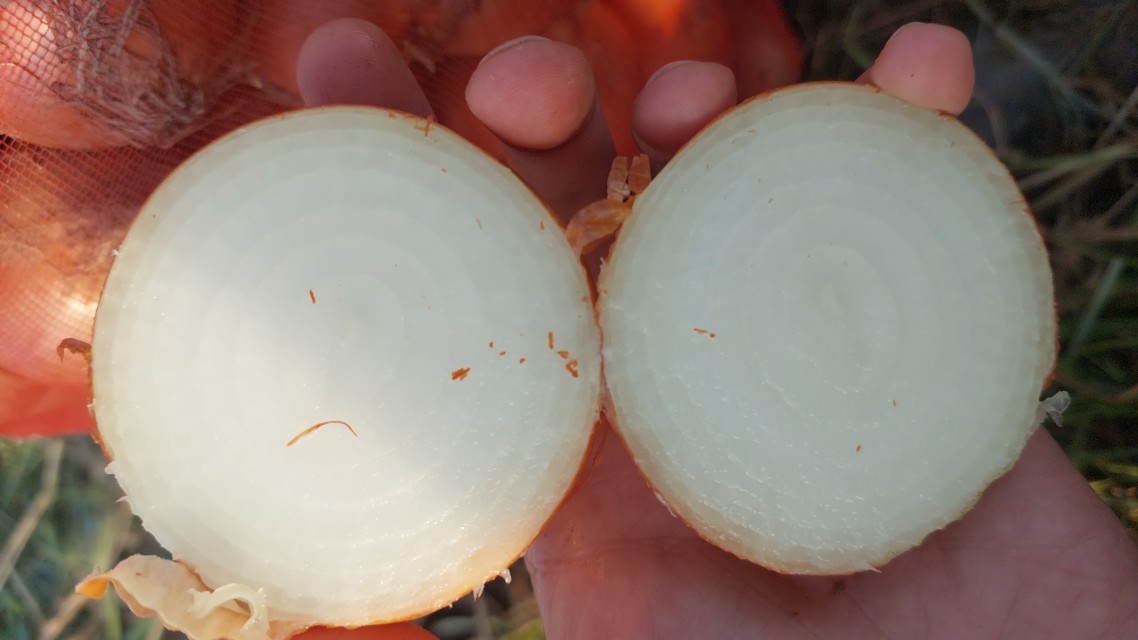 Yellow Onion & Red Onion - Uzbekistan's Finest Produce