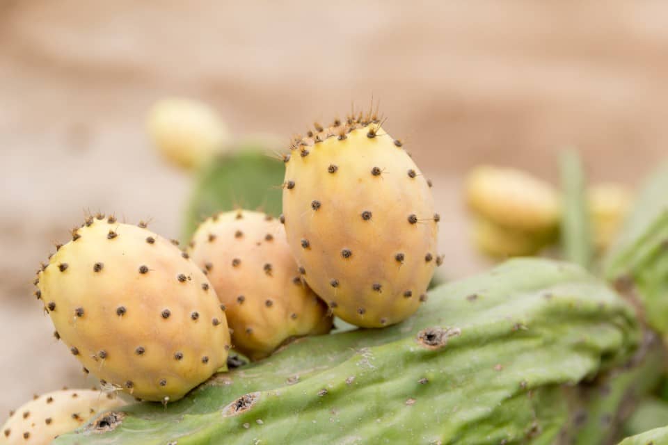 Pure Organic Moroccan Prickly Pear Seed Oil - Natural Beauty Elixir