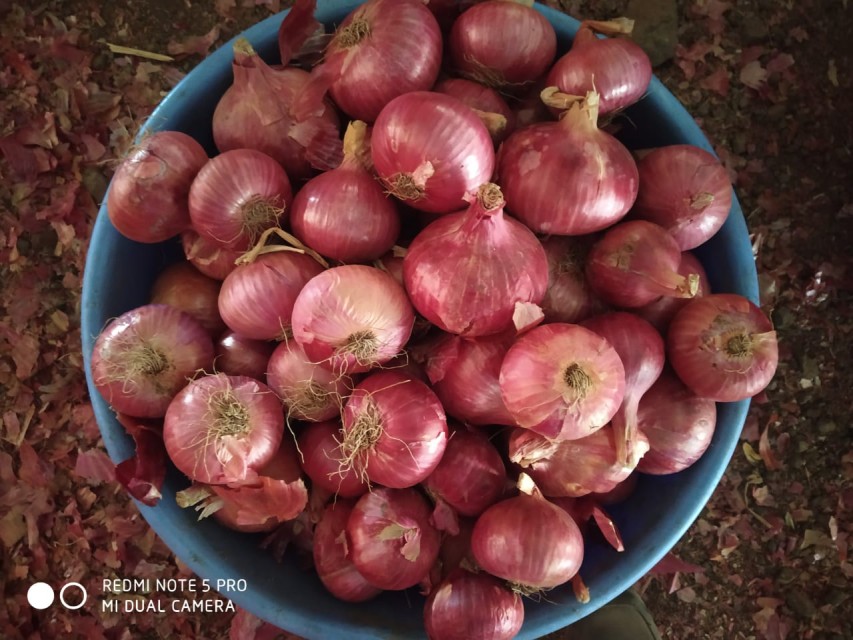 Fresh Indian Red Onions - Premium Export Quality