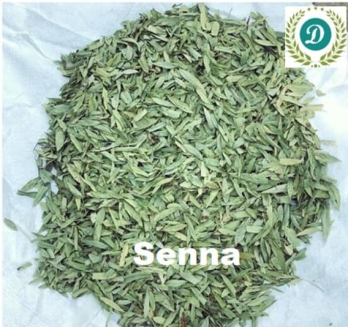 Senna Leaves and Pods - High Medicinal Properties for Health