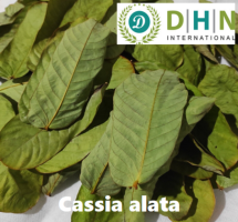 Cassia Alata Leaves and T Cuts - Natural Health Solutions