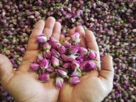 Premium Medicinal Plants and Herbal Tea