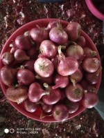 Fresh Indian Red Onions - Premium Export Quality