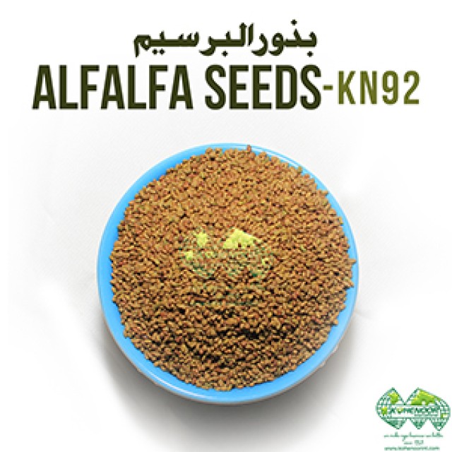 Premium Alfalfa Seeds for High-Yield Animal Feed