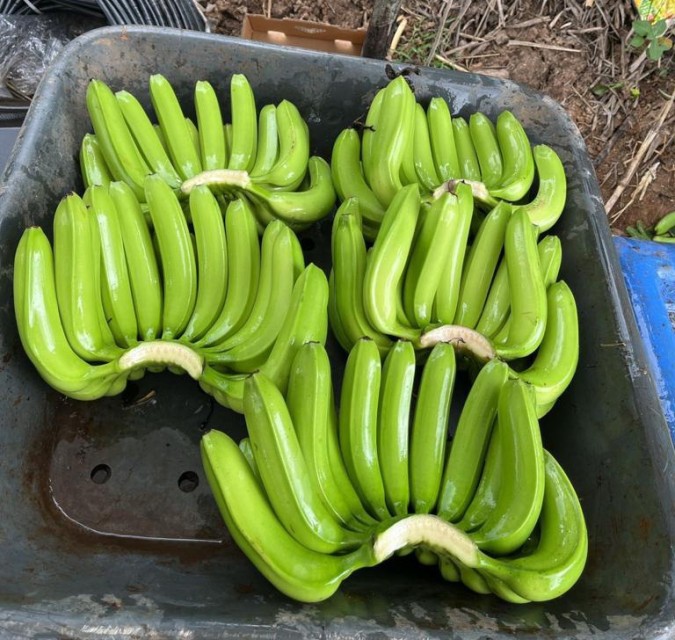 Canvendis Banana - Best Quality Export from India