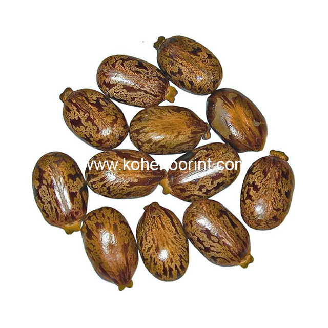 Premium Castor Seed