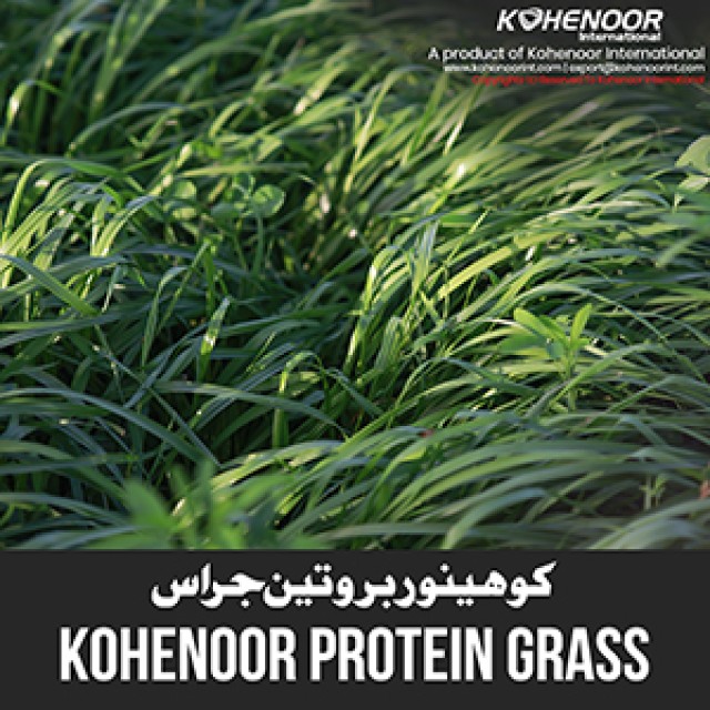 Protein Grass Seed - Boost Milk & Meat Production with Kohenoor