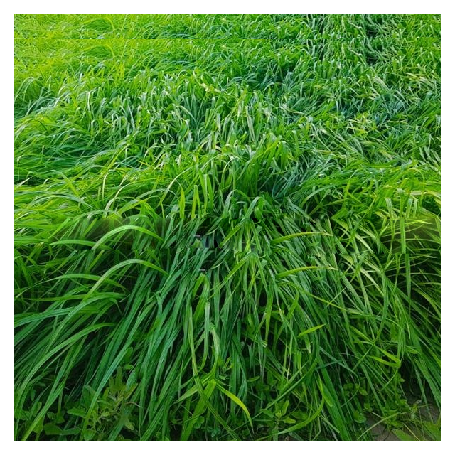 Kohenoor Ryegrass Seed - Boost Forage Quality and Milk Production