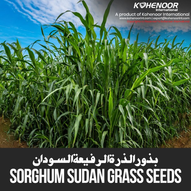 Sorghum Sudan Grass Seeds for Sustainable Agriculture